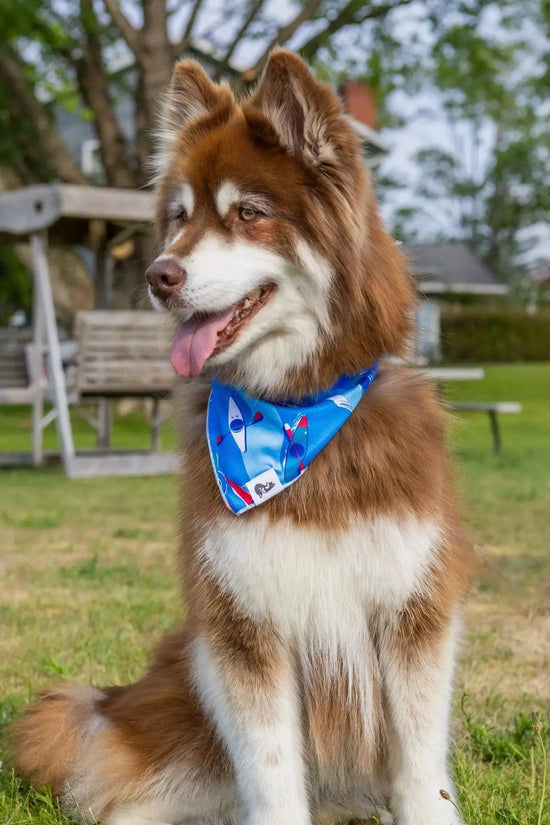 5 Essential Tips for Keeping Your Pet Happy and Healthy