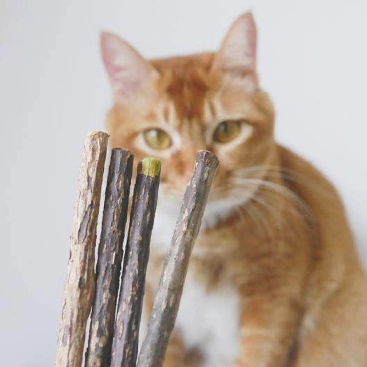 Everything Cat