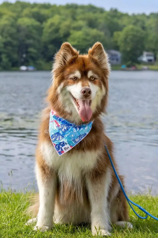 Stylish Dog Bandana